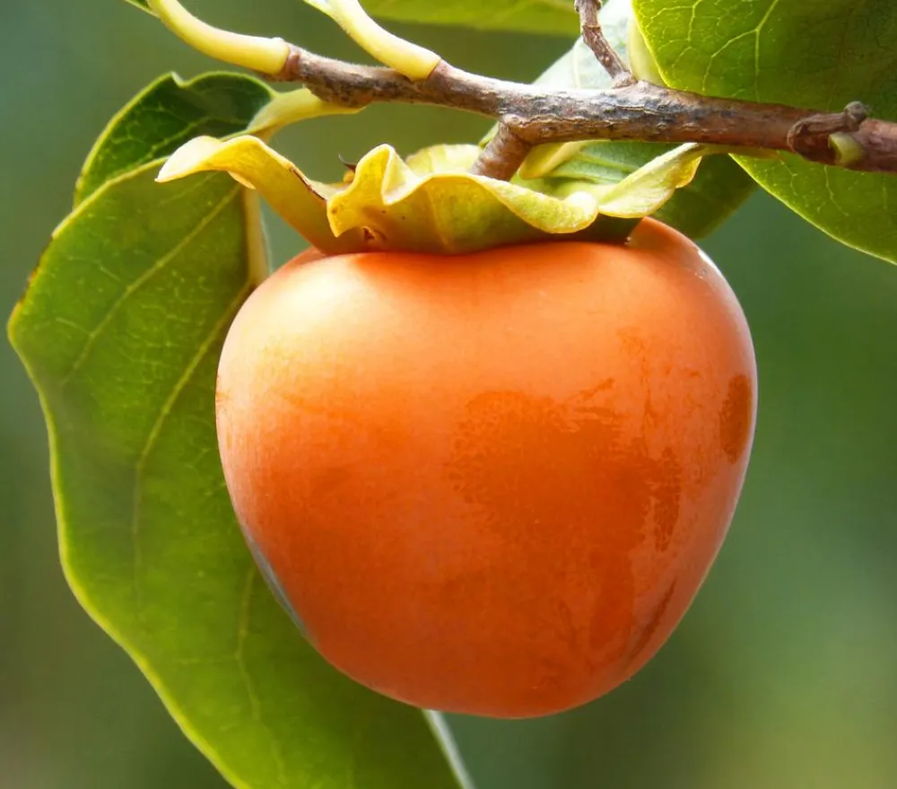 Dehner Nüsse & Besondere Obstbäume|Obstbäume > Kaki 'Ragno'