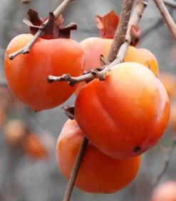 Dehner Nüsse & Besondere Obstbäume|Obstbäume - Kaki 'Rojo Brillante' Orange