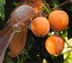 Dehner Nüsse & Besondere Obstbäume|Obstbäume - Kaki 'Rojo Brillante' Orange