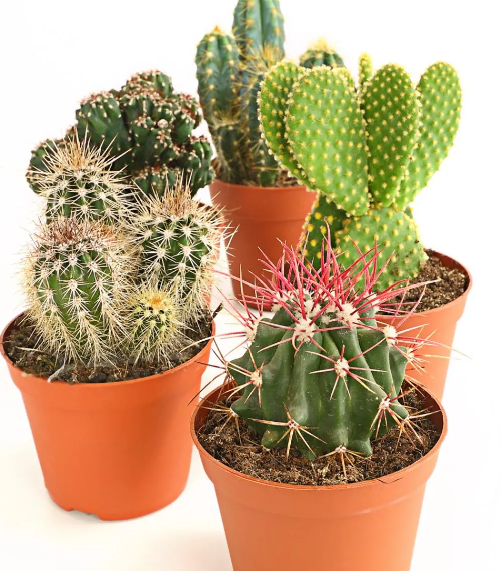 Dehner Kakteen > Kakteen-Set - Cactaceae, verschiedene Sorten