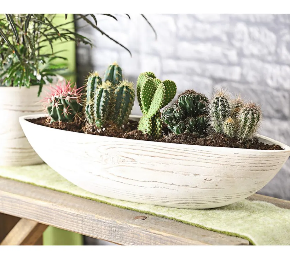 Dehner Kakteen > Kakteen-Set - Cactaceae, verschiedene Sorten
