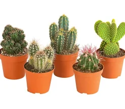 Dehner Kakteen > Kakteen-Set - Cactaceae, verschiedene Sorten