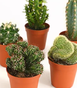 Dehner Kakteen-Set - Cactaceae, verschiedene Sorten Best
