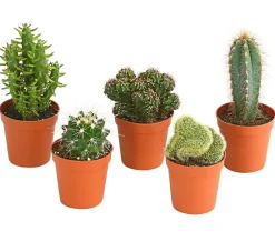 Dehner Kakteen-Set - Cactaceae, verschiedene Sorten Best