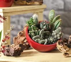 Dehner Kakteen - Kakteen-Set - Cactaceae, verschiedene Sorten