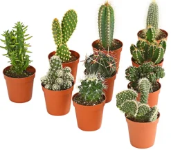 Dehner Kakteen - Kakteen-Set - Cactaceae, verschiedene Sorten