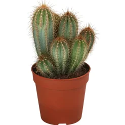Dehner Kakteen - Kakteen-Set - Cactaceae, verschiedene Sorten, 3-teilig Grün