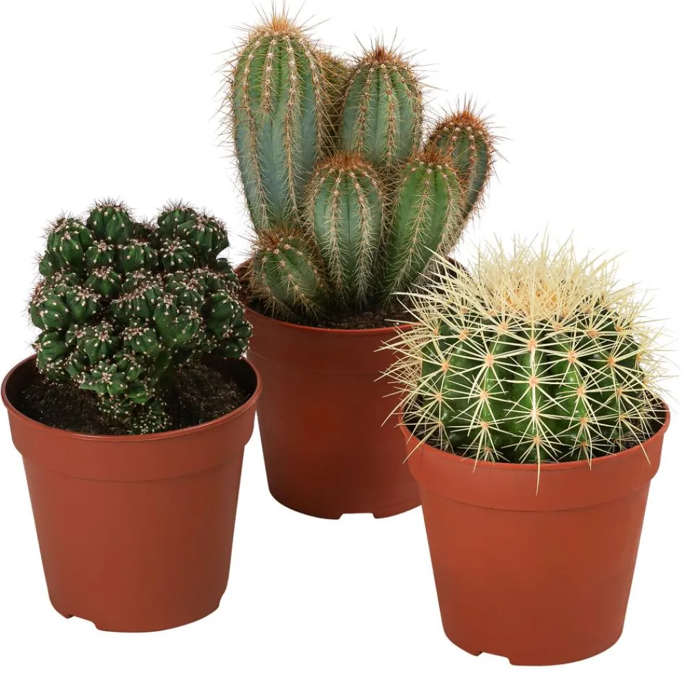 Dehner Kakteen - Kakteen-Set - Cactaceae, verschiedene Sorten, 3-teilig Grün