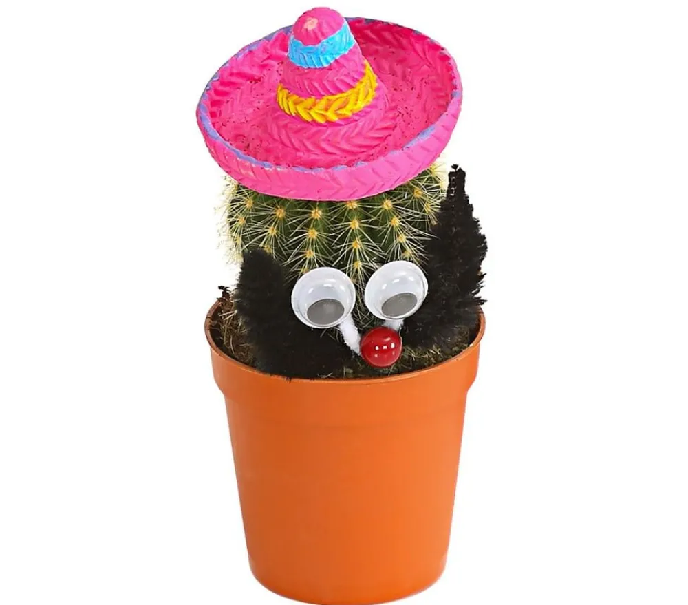 Dehner Kaktus mit Sombrero - Cactaceae, verschiedene Sorten