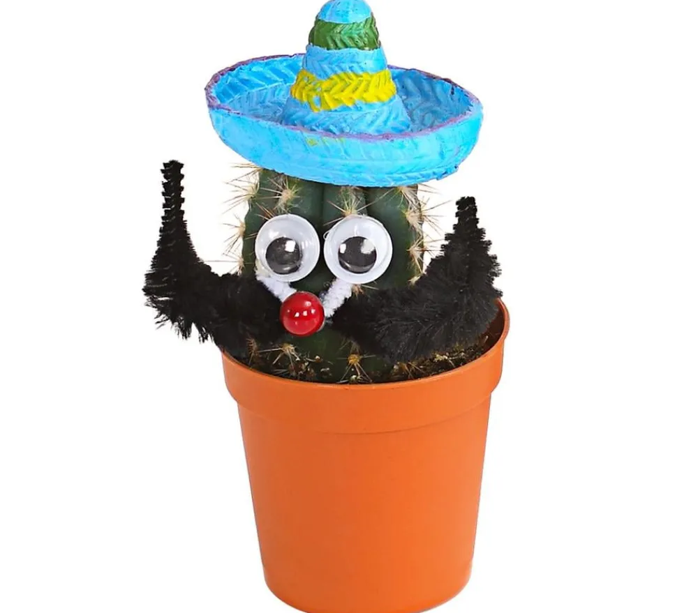 Dehner Kaktus mit Sombrero - Cactaceae, verschiedene Sorten