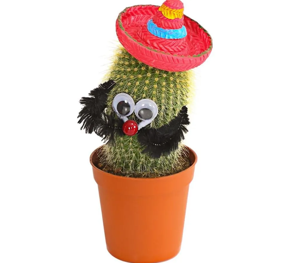 Dehner Kaktus mit Sombrero - Cactaceae, verschiedene Sorten