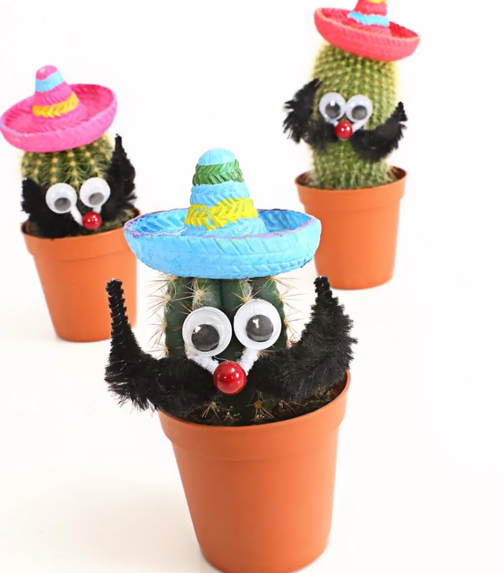 Dehner Kaktus mit Sombrero - Cactaceae, verschiedene Sorten