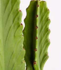 Dehner Kaktus-Wolfsmilch - Euphorbia ingens