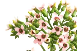 Dehner Sukkulenten|Kalanchoen - Kalanchoe - Kalanchoe 'Femini' Zartrosa