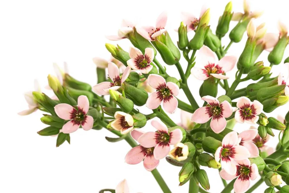 Dehner Sukkulenten|Kalanchoen - Kalanchoe - Kalanchoe 'Femini' Zartrosa