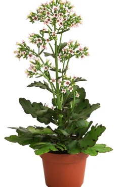 Dehner Sukkulenten|Kalanchoen - Kalanchoe - Kalanchoe 'Femini' Zartrosa