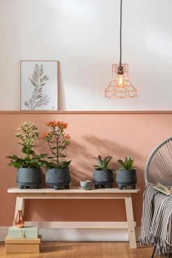 Dehner Sukkulenten|Kalanchoen - Kalanchoe - Kalanchoe 'Femini' Zartrosa