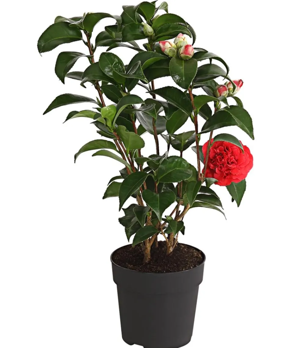 Dehner Kamelie, 1l Rot Hot