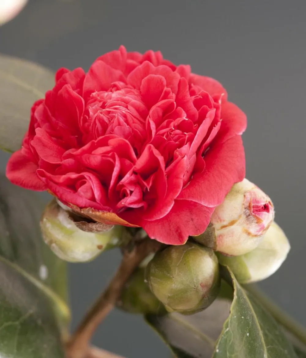 Dehner Kamelie, 1l Rot Hot