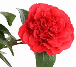 Dehner Kamelie, 1l Rot Hot