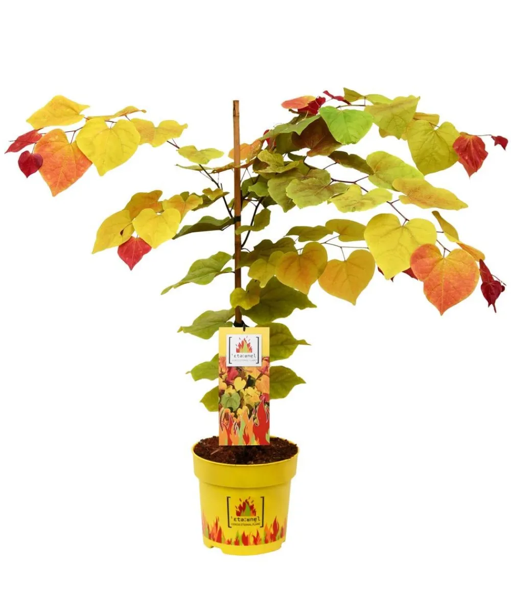 Dehner Blühende Sträucher > Kanadischer Judasbaum 'Eternal Flame®'