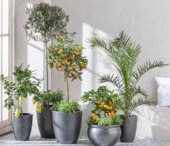 Dehner Palmen|Terrassenpflanzen > Kanarische Dattelpalme