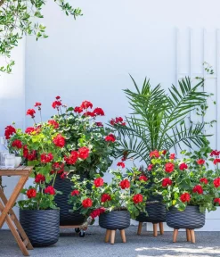 Dehner Palmen|Terrassenpflanzen > Kanarische Dattelpalme