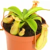 Dehner Fleischfressende Pflanzen > Kannenpflanze - Nepenthes