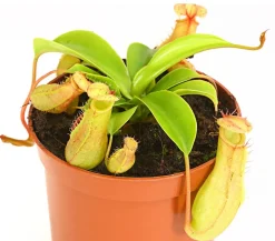 Dehner Fleischfressende Pflanzen > Kannenpflanze - Nepenthes
