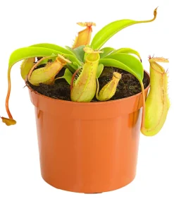 Dehner Fleischfressende Pflanzen > Kannenpflanze - Nepenthes