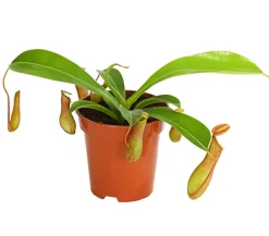 Dehner Fleischfressende Pflanzen - Kannenpflanze - Nepenthes