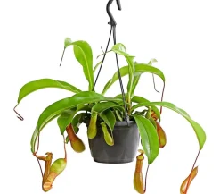 Dehner Hängepflanzen|Fleischfressende Pflanzen > Kannenpflanze - Nepenthes alata, Ampel
