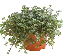 Dehner Grünpflanzen > Kanonierblume - Pilea glauca