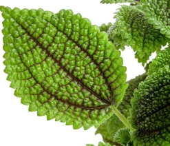 Dehner Grünpflanzen - Kanonierblume - Pilea involucrata 'Moon Valley'