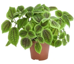 Dehner Grünpflanzen - Kanonierblume - Pilea involucrata 'Moon Valley'