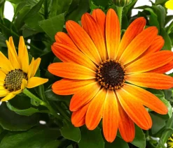 Dehner Sommerblumen > Kapkörbchen,