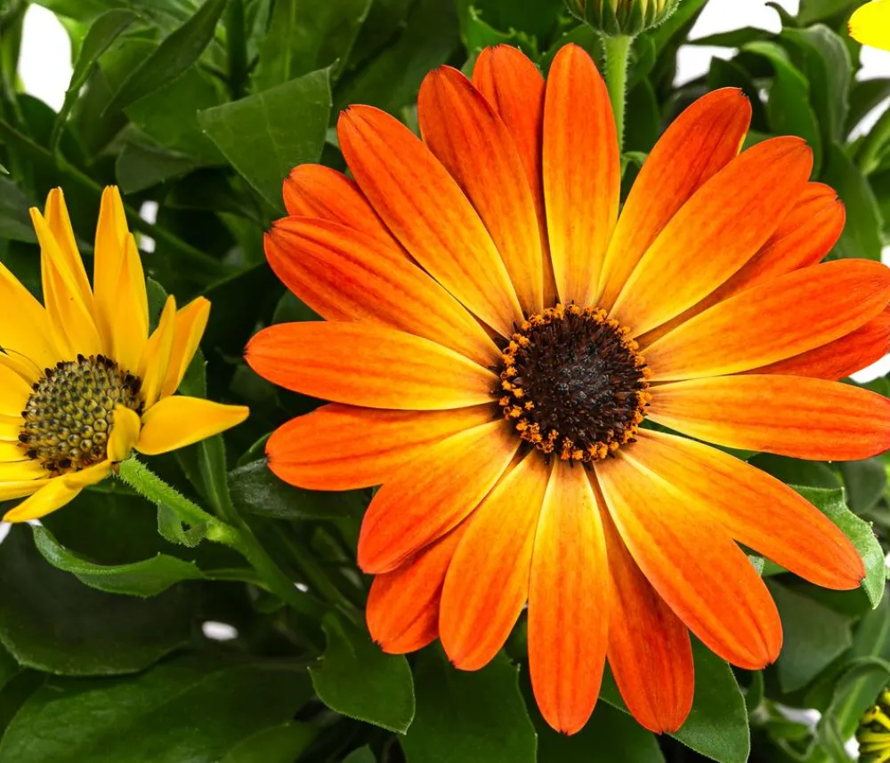 Dehner Sommerblumen > Kapkörbchen,