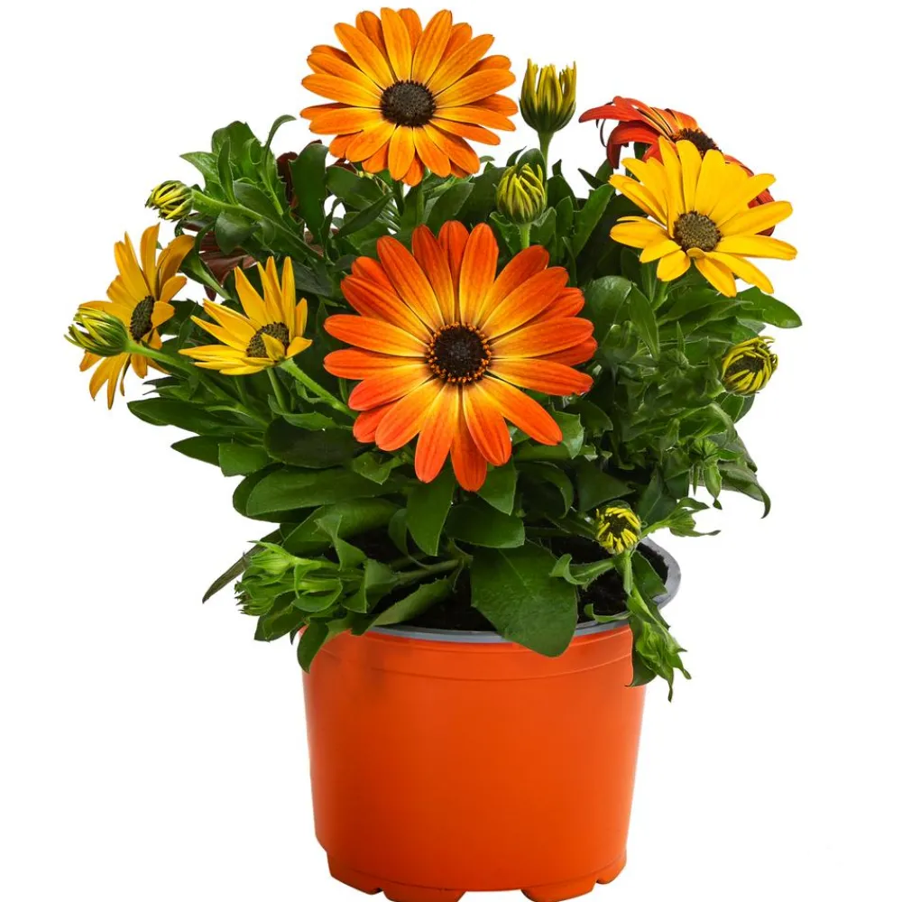 Dehner Sommerblumen > Kapkörbchen,