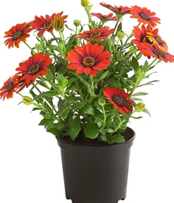 Dehner Sommerblumen > Kapkörbchen 'Purple Sun'