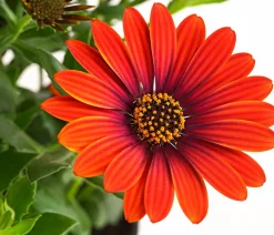 Dehner Sommerblumen > Kapkörbchen 'Purple Sun'