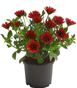 Dehner Kapkörbchen, verschiedene Farben