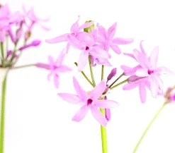 Dehner Aqua Kaplilie Rosa Hot