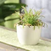 Dehner Fleischfressende Pflanzen > Kap-Sonnentau - Drosera capensis