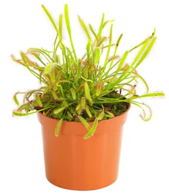Dehner Fleischfressende Pflanzen > Kap-Sonnentau - Drosera capensis