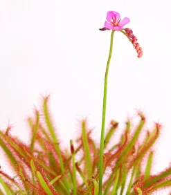 Dehner Fleischfressende Pflanzen > Kap-Sonnentau - Drosera capensis
