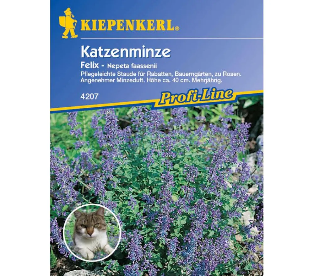 Nebelung/Kiepenkerl Blumensamen > Katzenminze Felix, Saatgut von Kiepenkerl