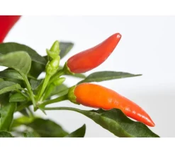 Dehner Küchenchili, mild-scharf New