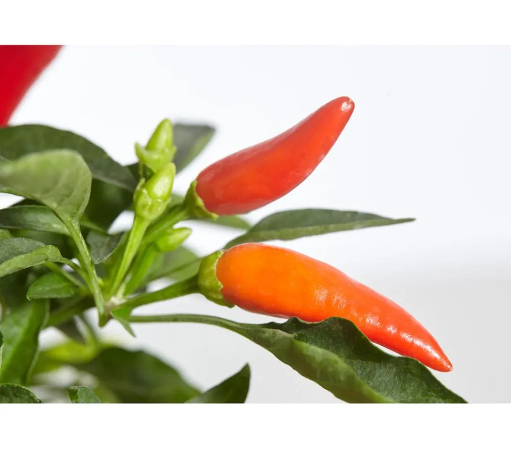 Dehner Küchenchili, mild-scharf New