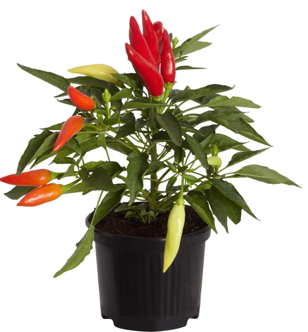 Dehner Küchenchili, mild-scharf New