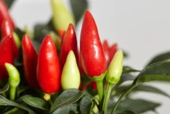 Dehner Peperoni- & Paprikapflanzen > Küchenchili, scharf